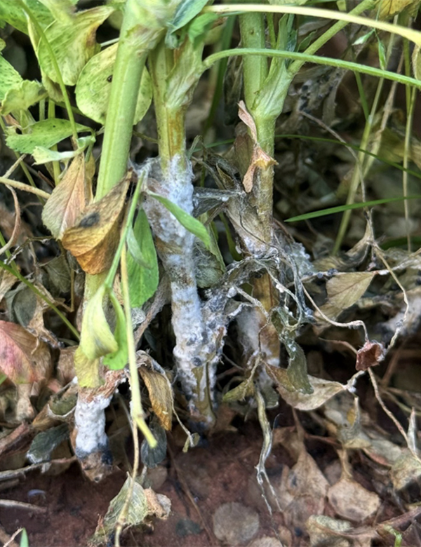 An alfalfa plant with yellow-green leaves and stem with brown, dried leaves at the bottom near the dirt. There is white myselium where the brown, dead leaves are as well.
