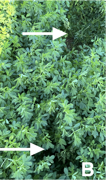 Green alfalfa plants with two small wilted spots, one near the top and one near the bottom, not yet turned brown yet. A white letter B is at the bottom right corner indicating the second part of the image.