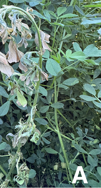 Alfalfa plant with dark green leaves with one stem that is wilting and the leaves are turning brown. A white letter A is at the bottom indicating the first part of the comparison.