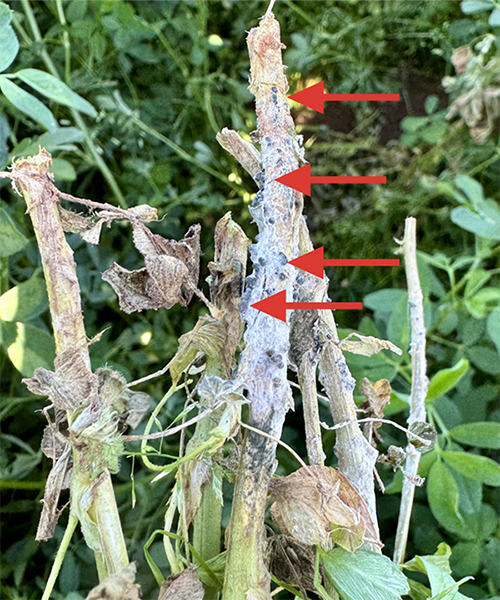 An alfalfa plant which has been damaged by disease and fungus. The stem is cut off and turning brown while it is wilted and yellow-green in color at the base. The leaves are drying and are brown. Four red arrows point to four black spots produced in the white fungus.