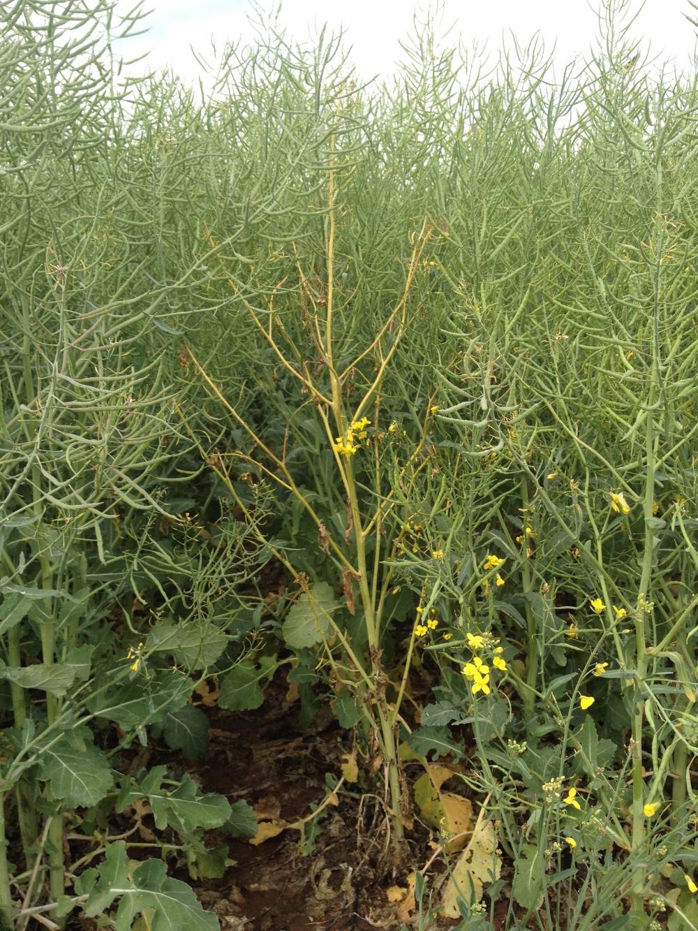 A plant in a field prematurely killed by Sclerotinia stem rot