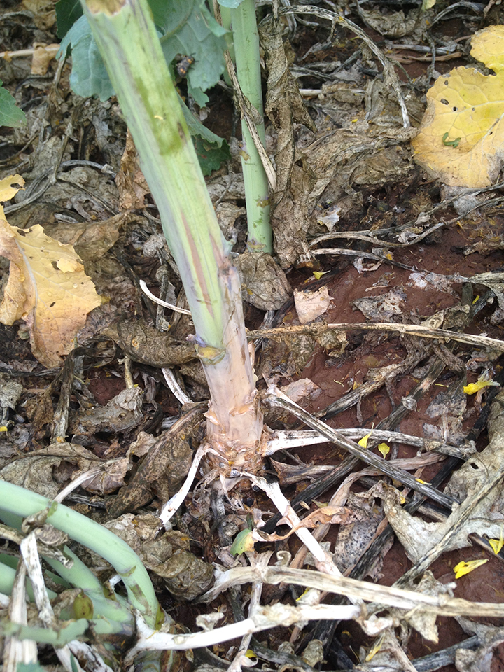 Affected white colored lower stem rot in a field caused by Sclerotinia