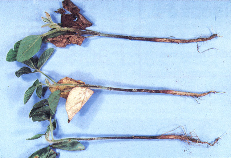 Phytophthora root rot on three plants.