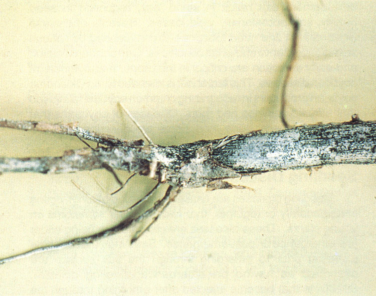 Close up view of a charcoal rot.