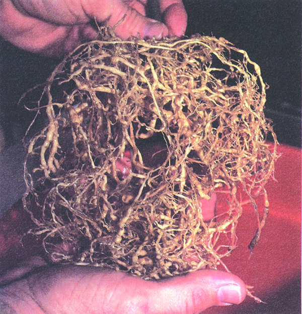 A hand holding galls on roots casued by the root-knot nematode.