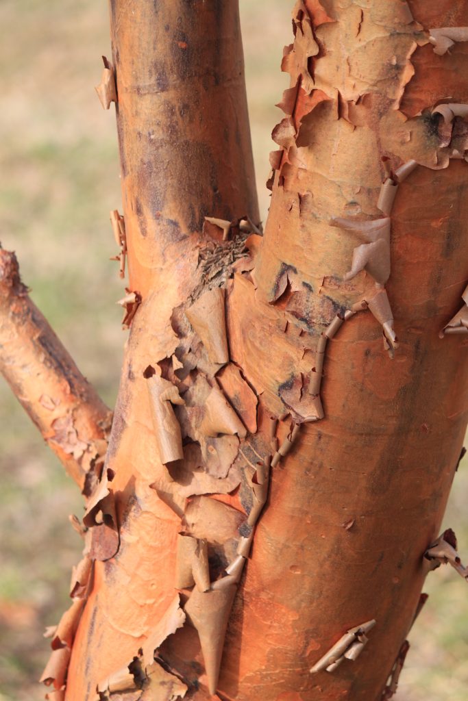 A close up look at paperbark maple.