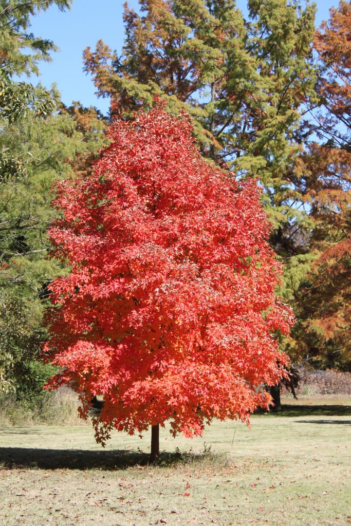 Red maple tree surrounded by green trees.