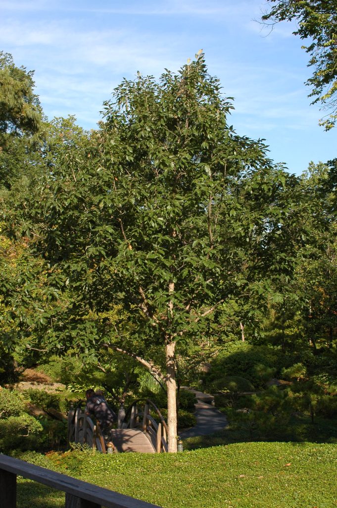 Chinkapin oak tree in a park. 