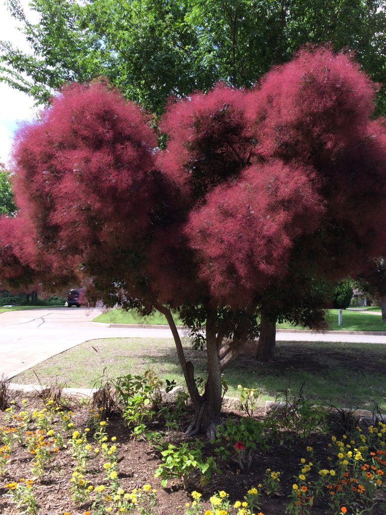 Smoketree that is a bright purple. Smoketree that is a bright purple.
