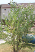 Desert-willow in front of a building. 