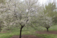 A bloomed Mexican Plum tree. 