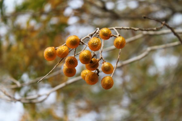 Round tree leaves with fruit in oklahoma