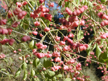 Fruits of winterberry euonymus.