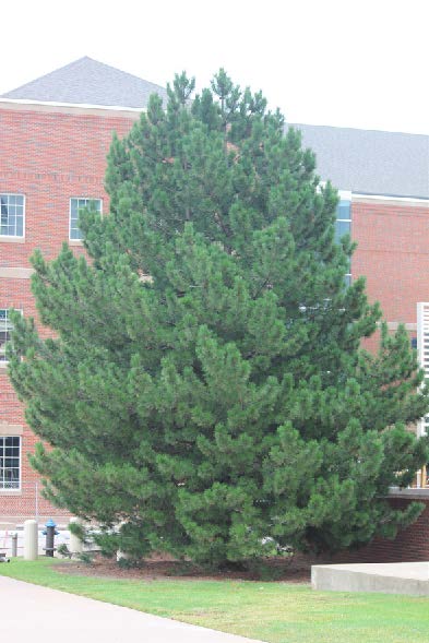 An Austrian pine tree.