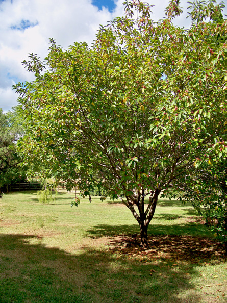 A Carolina Cherrylaurel tree.