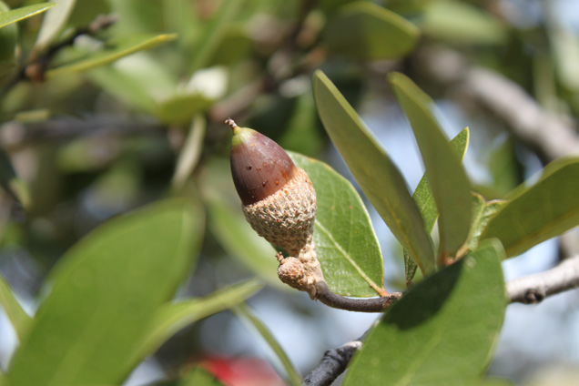 An Escarpment live oak acorn on a tree limb.