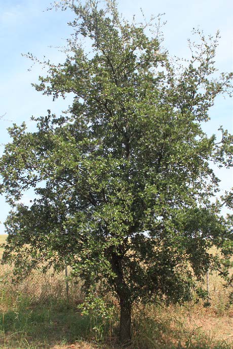 An escarpment live oak acorn tree.