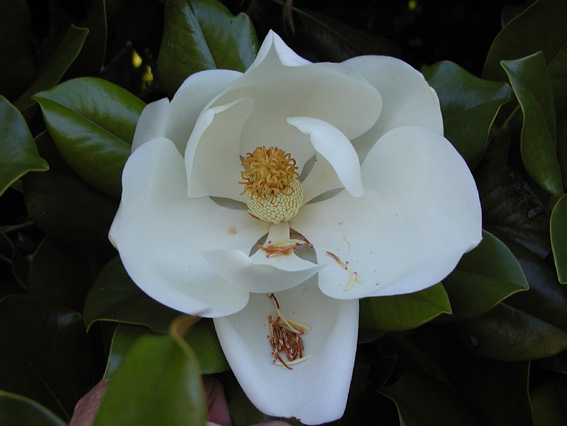 A white Southern Magnolia flower.