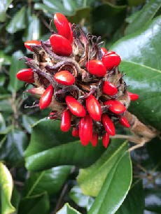 A Southern magnolia seed pod with red berries.