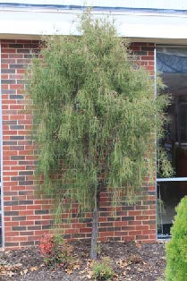 A Threadleaf American arborvitae tree next to a building.