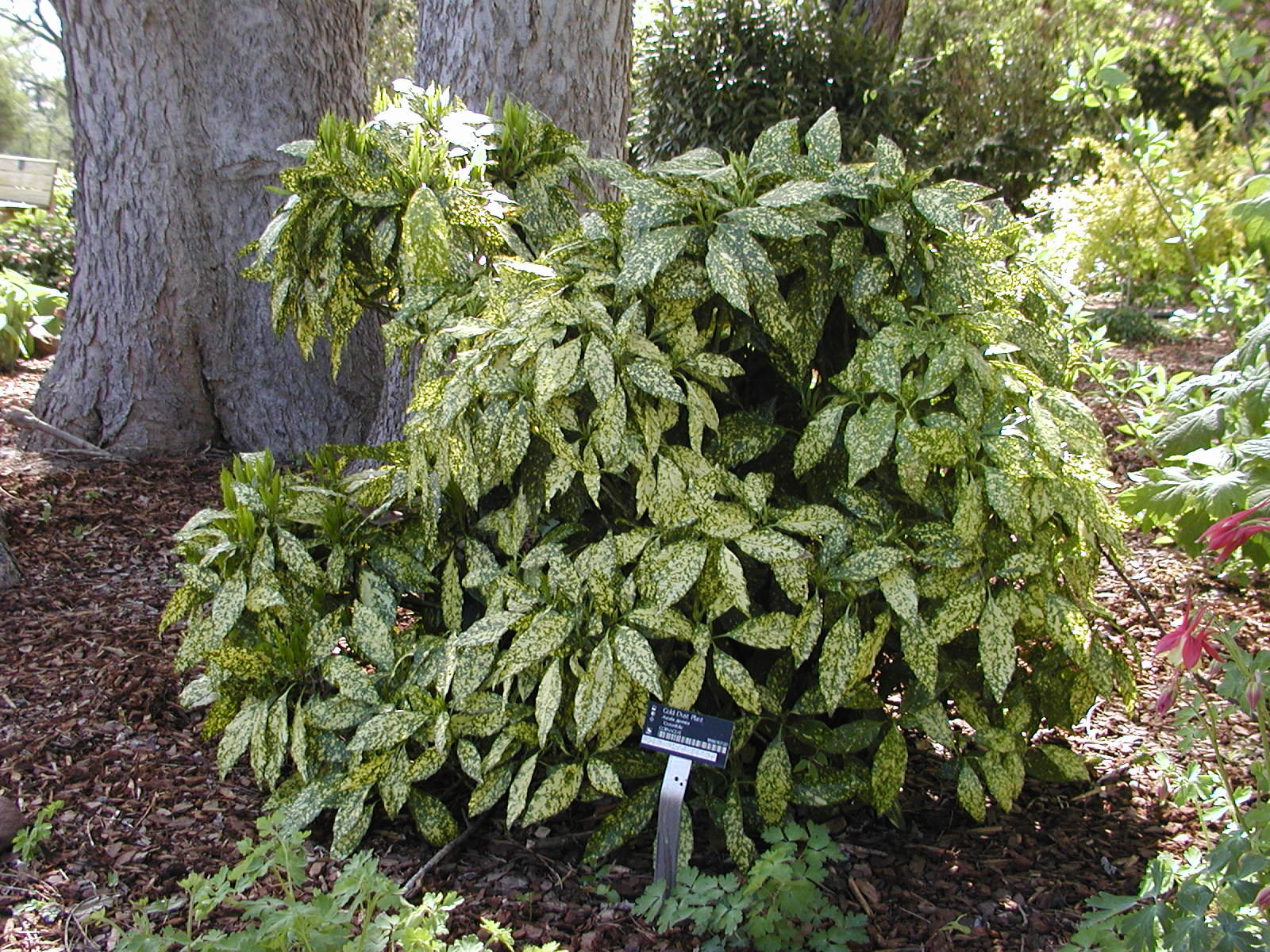 Shrub in front of a shaded tree.