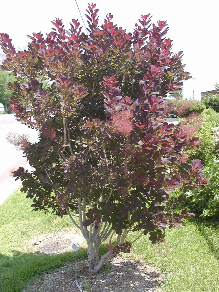 Purple smoketree