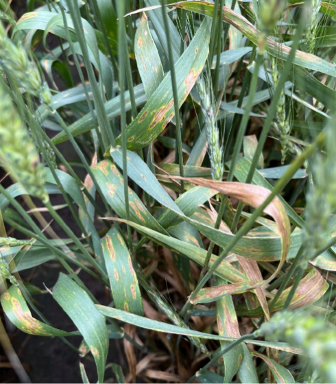 Green, grassy stalks of wheat with small brown spots.
