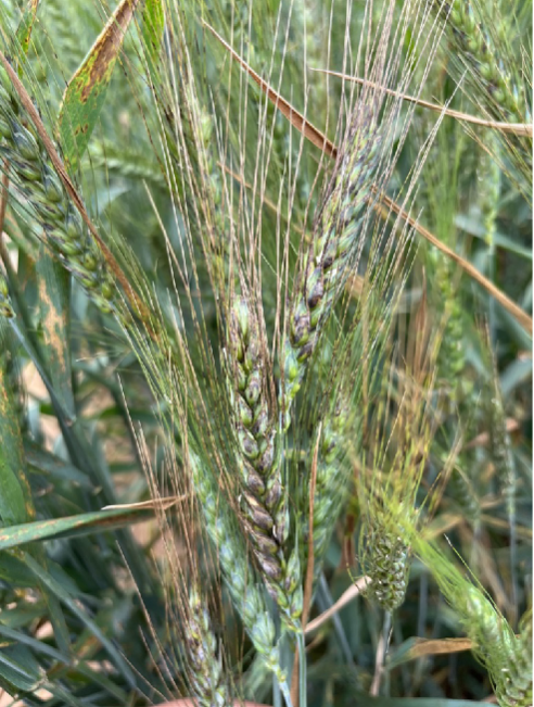 Green wheat heads and thin golden sprigs surrounding them.