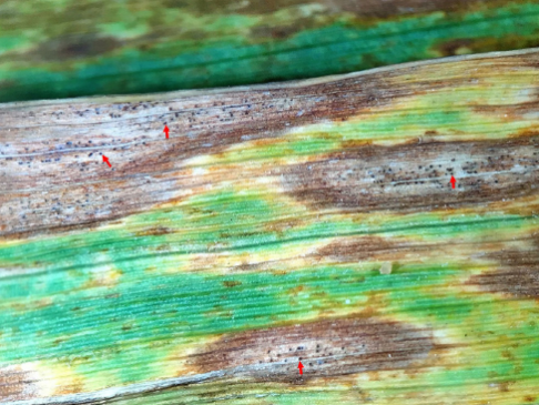 A green shred of the wheat grass with dark brown spots scattered across it.