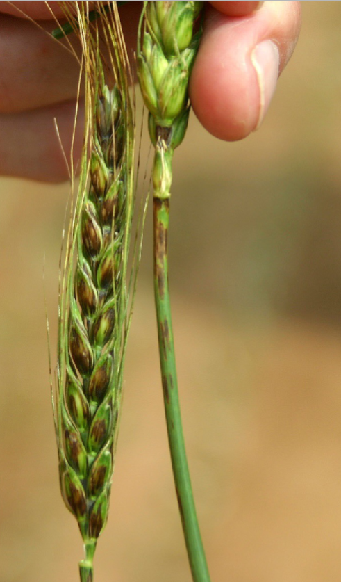A person's hand holds a light green wheat head and the small stem next to it.