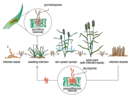 The disease cycle of Septoria nodorum blotch. Starting with pycnidiospores and pycnidium (asexual) identified by several green ovals and brown oblong worm-like items moving away from them. This is surrounded by a gray circle with arrows pointing down. Below are smaller brown ovals labeled as infected seeds. A gray arrow covered by the worm-like larvae creatures to point to the seedling infection shown by small, green medium length grasses. The same gray arrow and brown larvae point to the right to a set of three tall stalks that have brownish, fluffy heads. Small blue water droplets falling from the fluffy pieces to the ground. This is labeled with black text saying, "rain splash spread." The gray arrow and oblong brown larvae point to the right and to extra tall three stalks with slim leaves coming off to the sides. This is labeled with the words, "adult plant (with infected seeds)." Gray arrow and brownish larvae point to the right again to a set of small brownish-pink tubes standing vertical labeled as infected stubble. A gray arrow points down and to the left to another gray circle. Inside this circle are teal rounded rectangles with a cup-like object in the center filled with pink teardrop-shaped larvae. The arrow continues on the other side of the circle with three of the same color and shaped larvae that goes back to the first steps of the cycle.