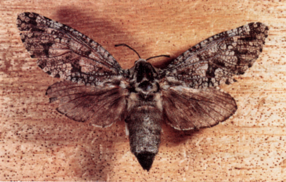 An adult carpenterworm on wood.