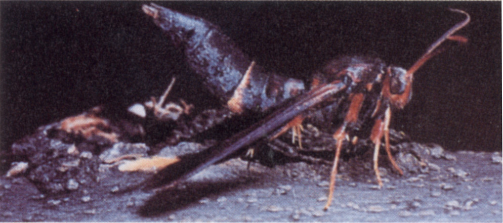 An adult lilac/ash borer on dirt.
