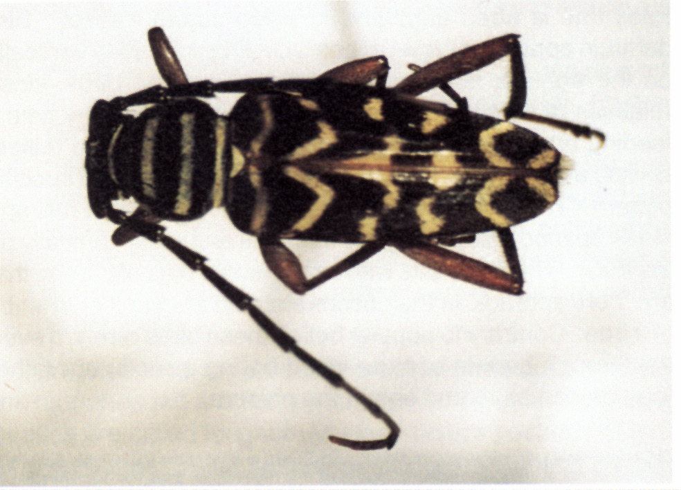 Shade Tree Borers Oklahoma State University