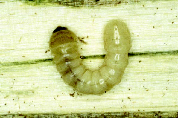 An asian longhorned beetle larva on a tree trunk.