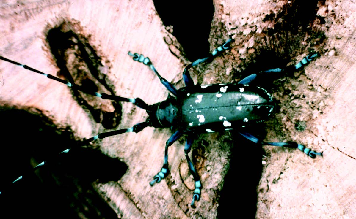 An adult asian longhorned beetle adult on a tree.