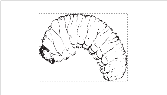 A black and white illustration of a bark beetle larva.