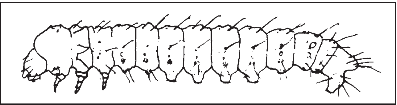 A black and white illustration of carpenterworm larva.