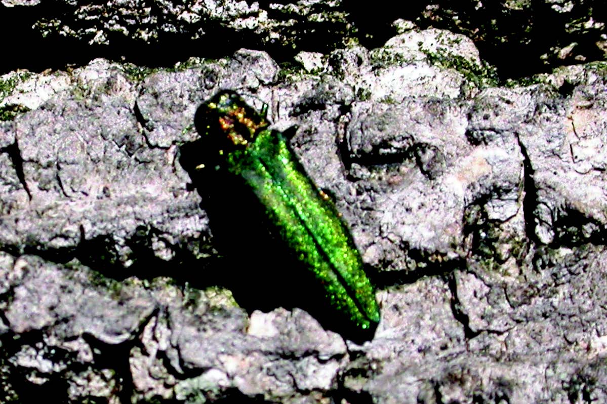 An emerald ash borer adult crawling on rocks.