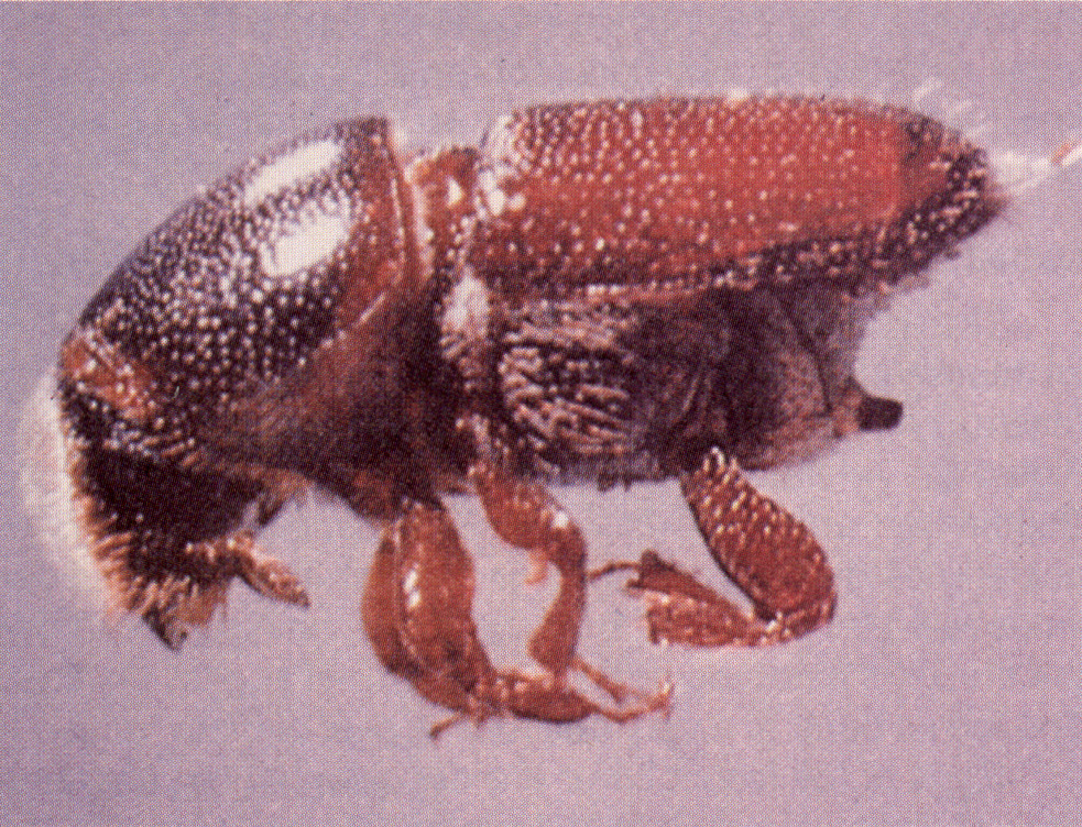 Shade Tree Borers Oklahoma State University