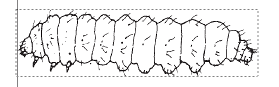 A black and white illustration of a lilac borer larva.