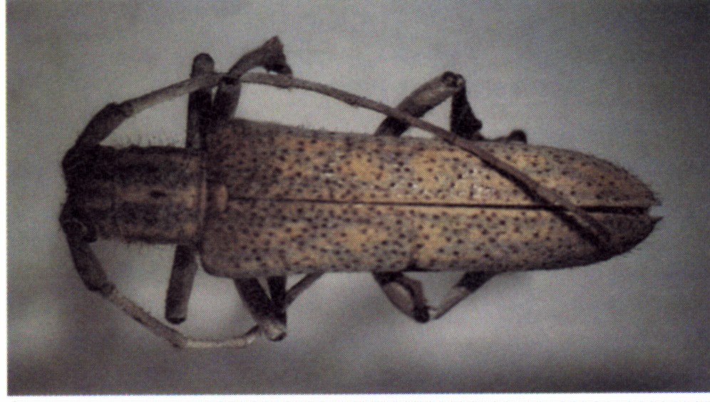 An adult poplar borer on a gray table.