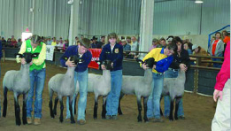 Exhibitors standing on the left side of their lamb showing the animals front view.