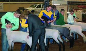 Exhibitors bracing their lambs for a judge to handle.
