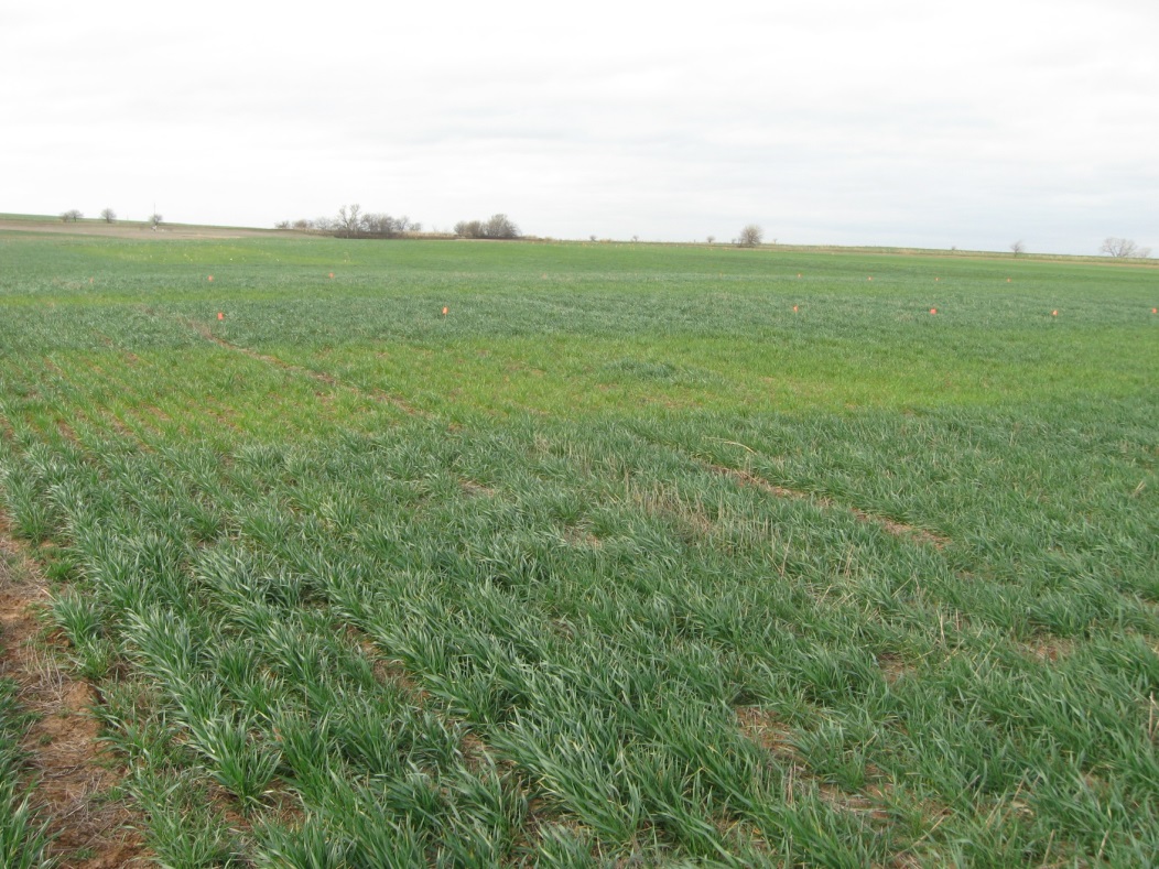 Wheat plots at Lahoma during the 2014-2015 growing season, which is the second growing season after WBM was initially applied during the 2012-2013 growing season.