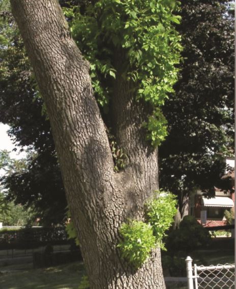 Secondary growth on a tree in the form of a split in the trunk.