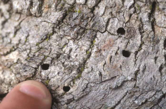 Exit holes in a tree trunk caused by escaping larvae.