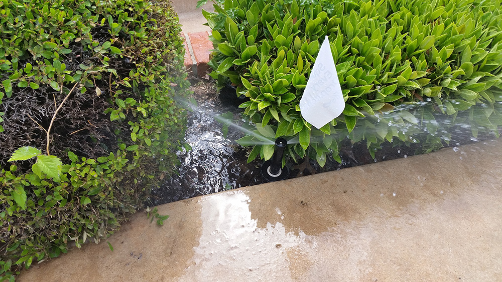 Plants blocking a sprinkler head causing an uneven spray pattern.
