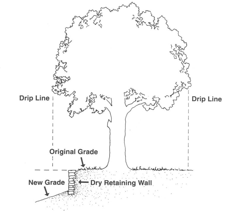 Site Disturbance and Tree Decline Oklahoma State University