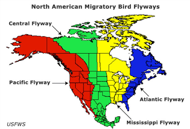 North American migratory bird flyways include the Central, Pacific, Atlantic and Mississippi Flyway.